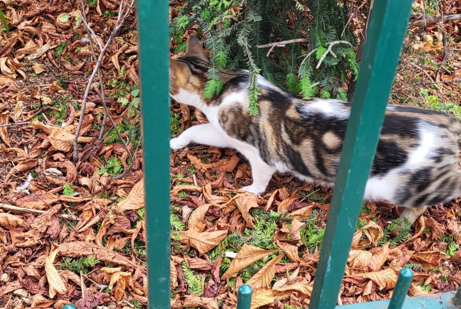 Alerta descoberta Gato cruzamento Desconhecido , 1 ano Paris France