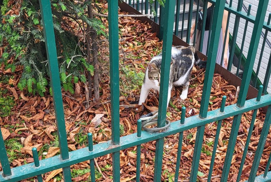 Alerta descoberta Gato cruzamento Desconhecido , 1 ano Paris France