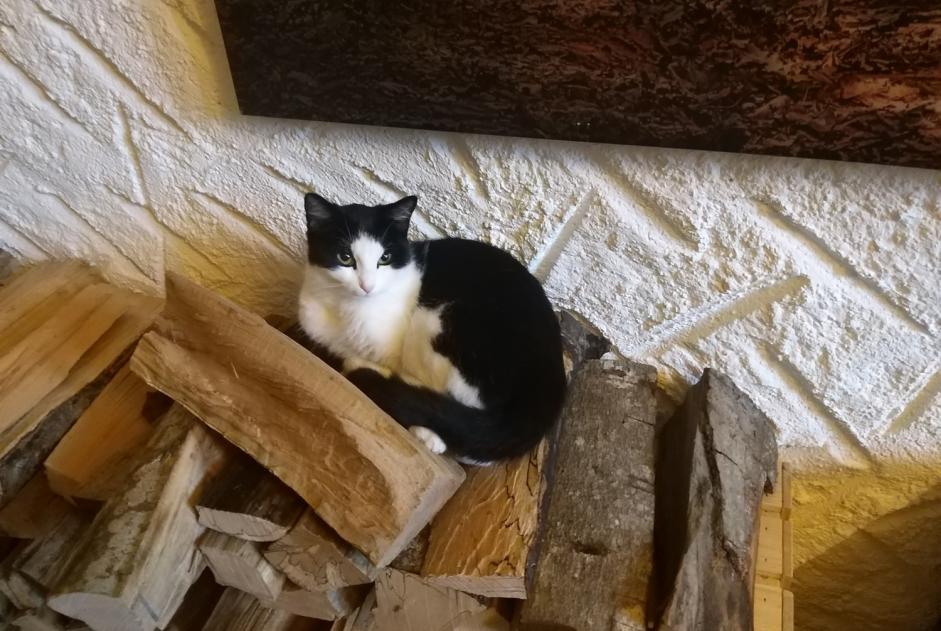 Alerta desaparecimento Gato Fêmea , 3 anos Forel (Lavaux) Switzerland