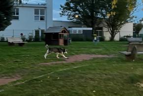 Alerta descoberta Cão  Macho Jarville-la-Malgrange France