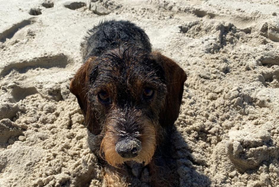 Alerta desaparecimento Cão  Macho , 6 anos Vilarinho Portugal