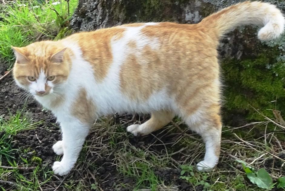 Alerta desaparecimento Gato  Macho , 5 anos Saint-Priest-la-Marche France