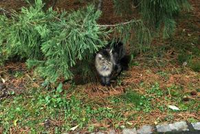 Alerta descoberta Gato cruzamento Desconhecido Monthey Switzerland