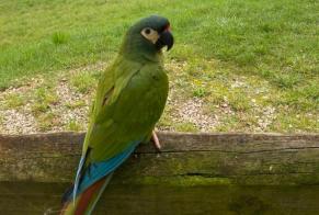 Alerta descoberta Pássaro Desconhecido Boécourt Switzerland