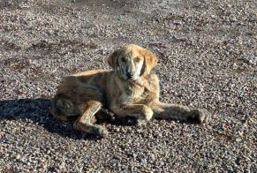 Alerta descoberta Cão Macho Riaño Spain