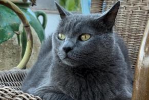 Alerta desaparecimento Gato  Macho , 9 anos Jávea Spain