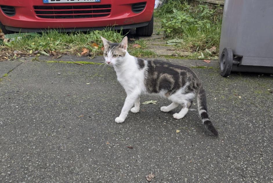 Alerta descoberta Gato Fêmea Villeneuve-d'Ascq France