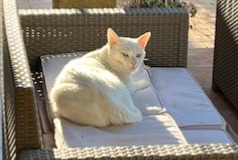 Alerta desaparecimento Gato  Macho , 5 anos Aubagne France