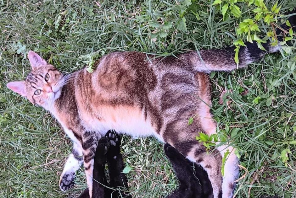 Alerta desaparecimento Gato  Macho , 1 anos Crest France