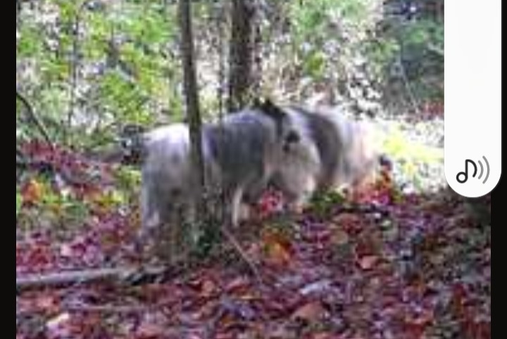 Alerta descoberta Cão Desconhecido Le Breuil-en-Bessin France