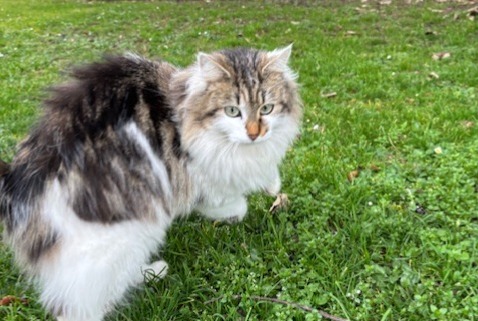 Alerta descoberta Gato  Fêmea Caluire-et-Cuire France