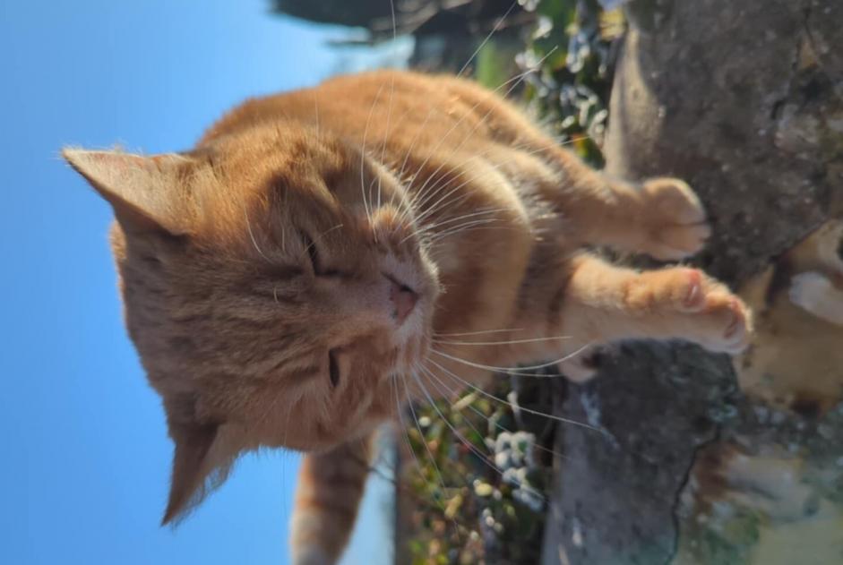 Alerta descoberta Gato Desconhecido Saint-Léonard France