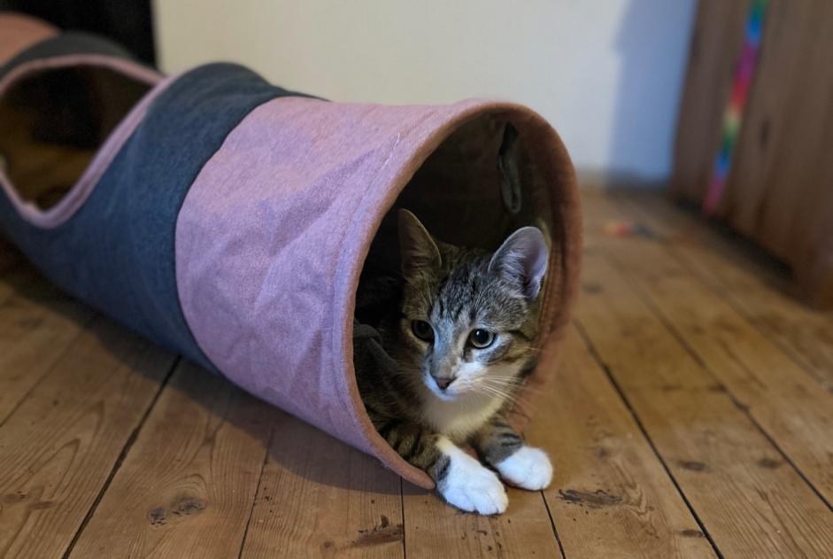 Alerta desaparecimento Gato Macho , 1 anos Entre-Deux-Monts France