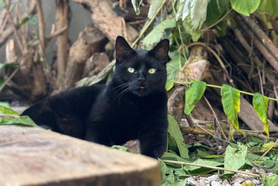 Alerta desaparecimento Gato  Macho , 4 anos Reims France