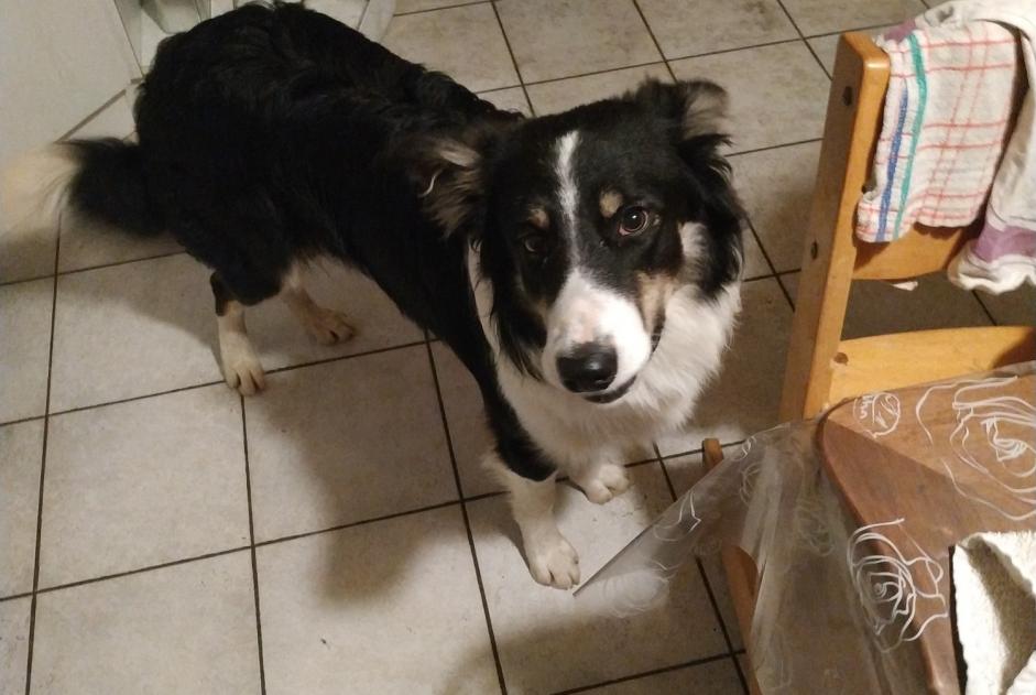 Alerta descoberta Cão  Macho , 1 ano Duingt France