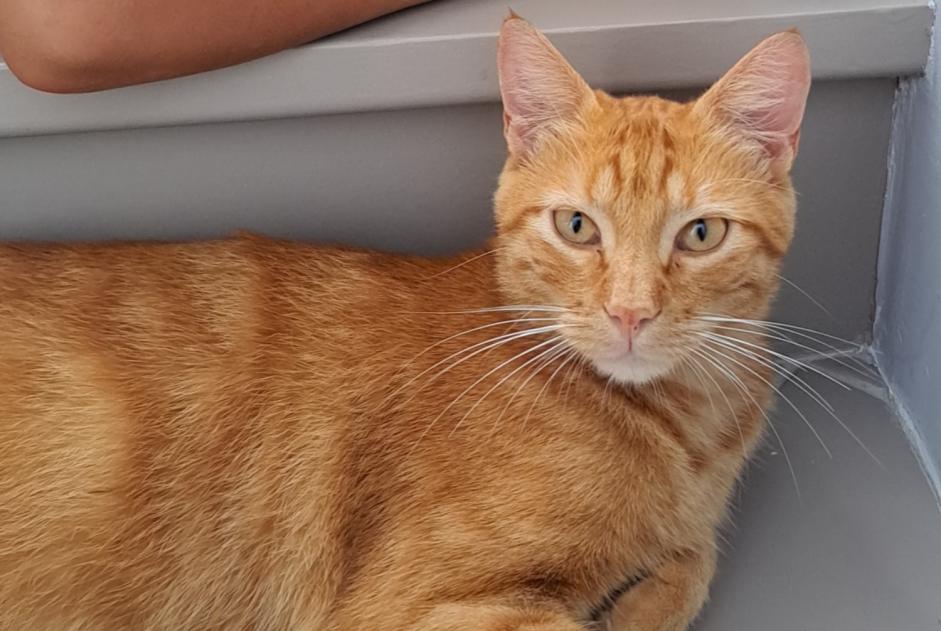 Alerta desaparecimento Gato cruzamento Macho , 2 anos La Tour-de-Salvagny France