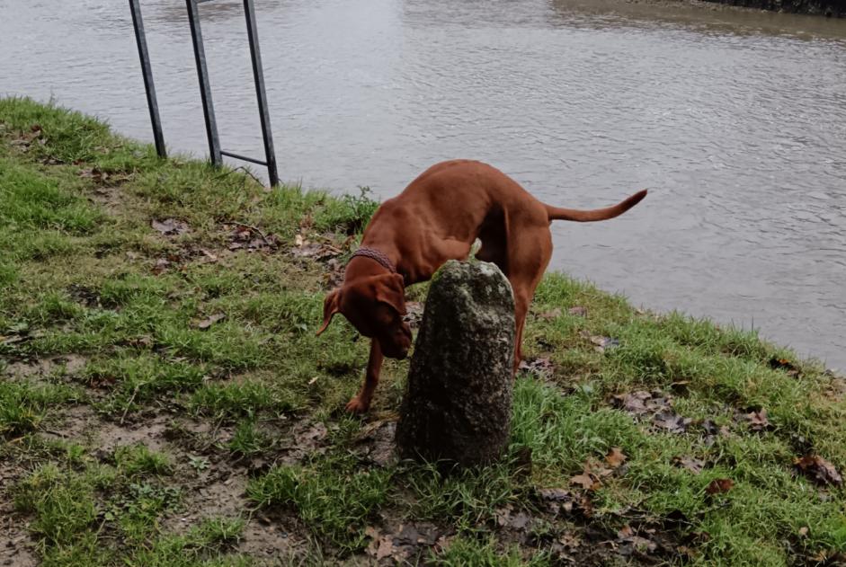 Alerta descoberta Cão  Macho Auray France