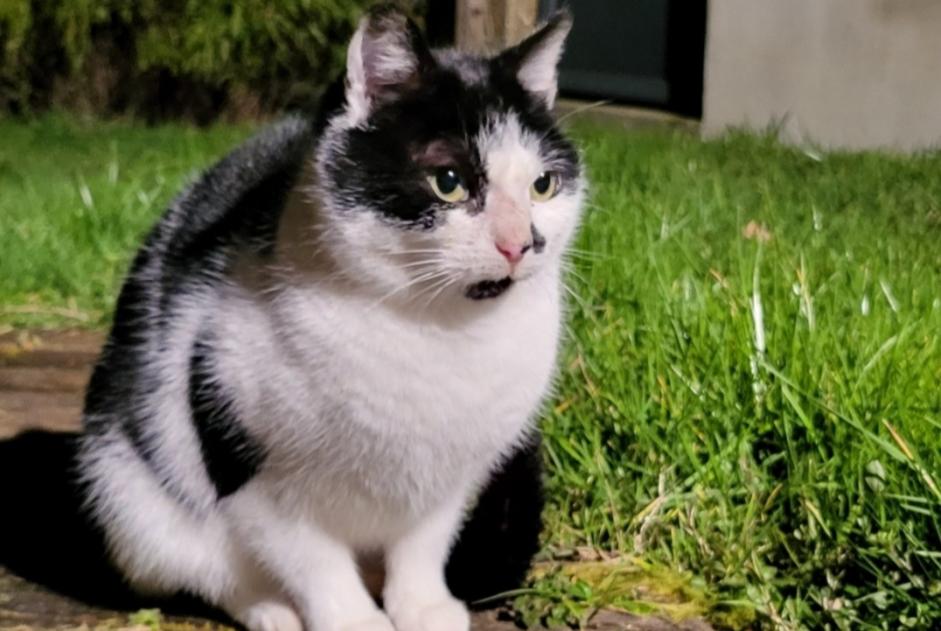 Alerta descoberta Gato  Desconhecido Les Landes-Genusson France