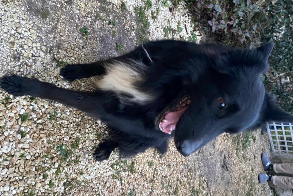 Alerta descoberta Cão cruzamento Macho Taponnat-Fleurignac France