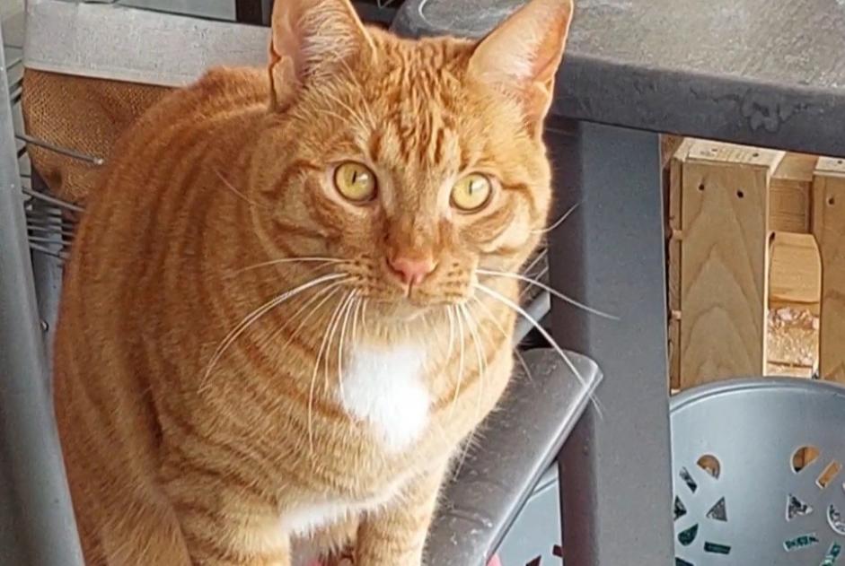 Alerta desaparecimento Gato  Macho , 2 anos Ollon Switzerland