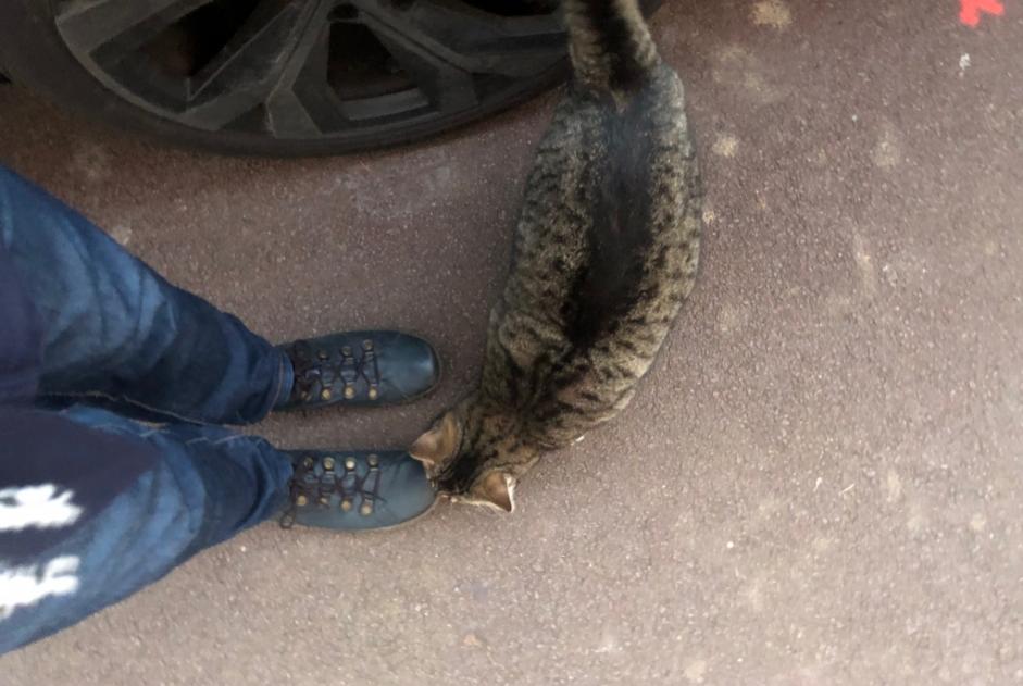 Alerta descoberta Gato  Macho Marcq-en-Barœul France