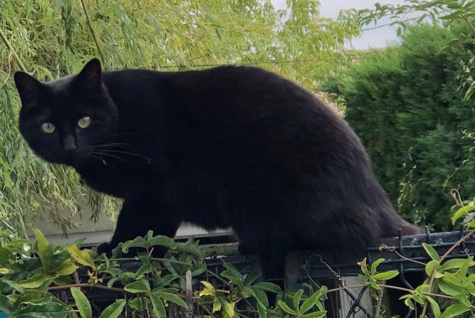 Alerta desaparecimento Gato Fêmea , 6 anos Saint-Médard-en-Jalles France