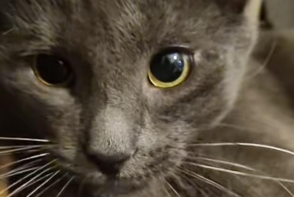 Alerta desaparecimento Gato  Macho , 1 anos Crissier Switzerland