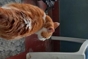 Alerta desaparecimento Gato Macho , 9 anos Villars-sur-Glâne Switzerland