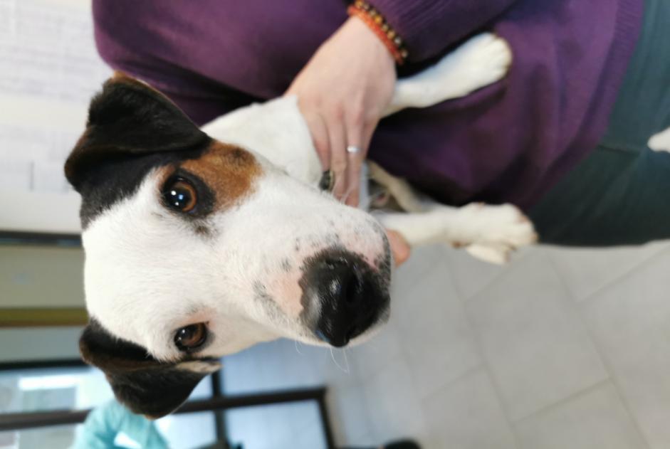 Alerta descoberta Cão Macho Saint-Martin-d'Arberoue France