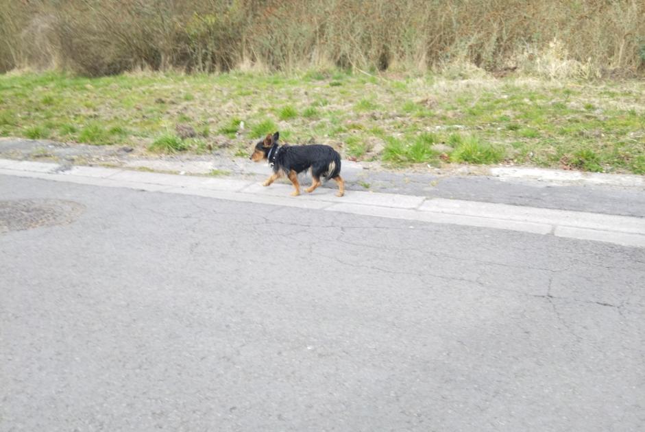 Alerta descoberta Cão Macho Escautpont France