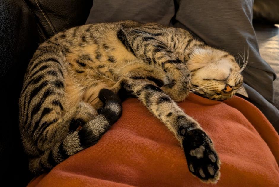 Alerta desaparecimento Gato  Macho , 2 anos Niouc Switzerland