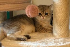 Alerta desaparecimento Gato  Fêmea , 1 anos Fribourg Switzerland