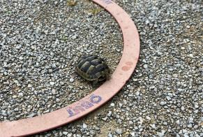 Alerta descoberta Tartaruga Fêmea Ferreyres Switzerland