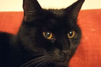 Alerta desaparecimento Gato  Macho , 15 anos Riedtwil Switzerland