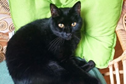 Alerta desaparecimento Gato  Macho , 15 anos Riedtwil Switzerland