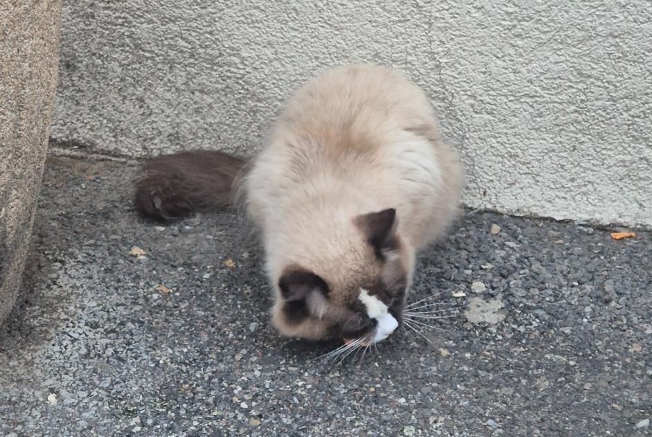 Alerta descoberta Gato  Desconhecido Collonge-Bellerive Switzerland