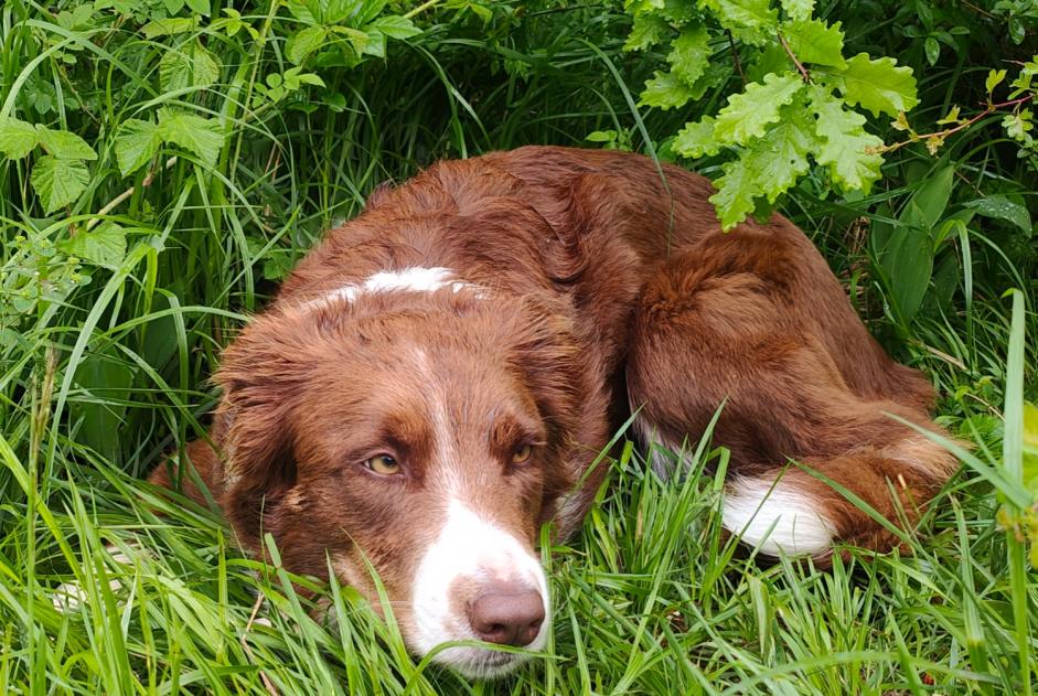 Alerta descoberta Cão  Desconhecido Saint-Maurice Switzerland