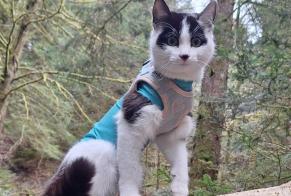 Alerta desaparecimento Gato cruzamento Fêmea , 1 anos Grimisuat Switzerland