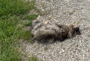 Alerta descoberta Gato Desconhecido Gampelen Switzerland