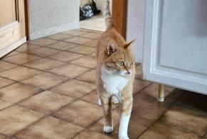 Alerta desaparecimento Gato  Macho , 10 anos Bavois Switzerland