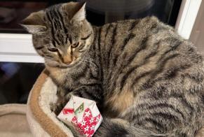 Alerta desaparecimento Gato cruzamento Macho , 1 anos Bercher Switzerland