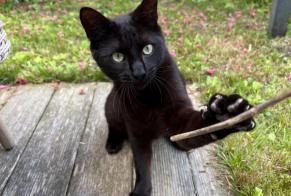 Alerta descoberta Gato Macho Noville Switzerland