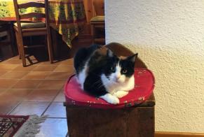 Alerta desaparecimento Gato Fêmea , 12 anos Morges Switzerland