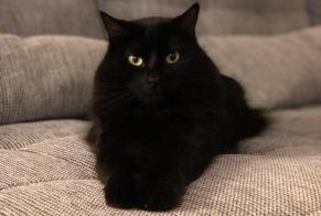 Alerta desaparecimento Gato Macho , 7 anos Cortaillod Switzerland