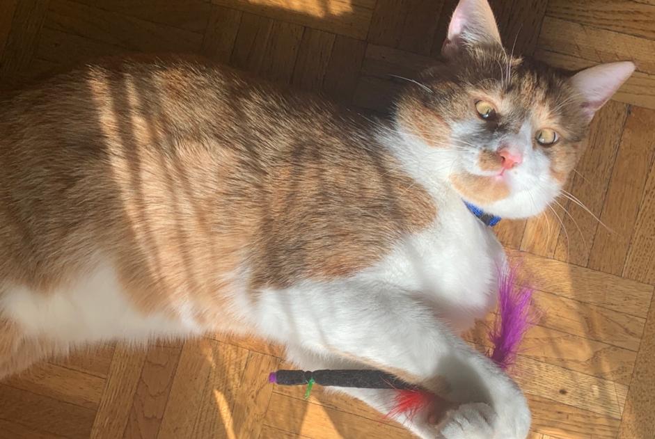 Alerta desaparecimento Gato cruzamento Macho , 4 anos Lausanne Switzerland