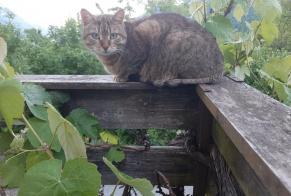 Alerta descoberta Gato Fêmea Martigny-Combe Switzerland