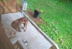 Alerta descoberta Cão Desconhecido Blonay - Saint-Légier Switzerland