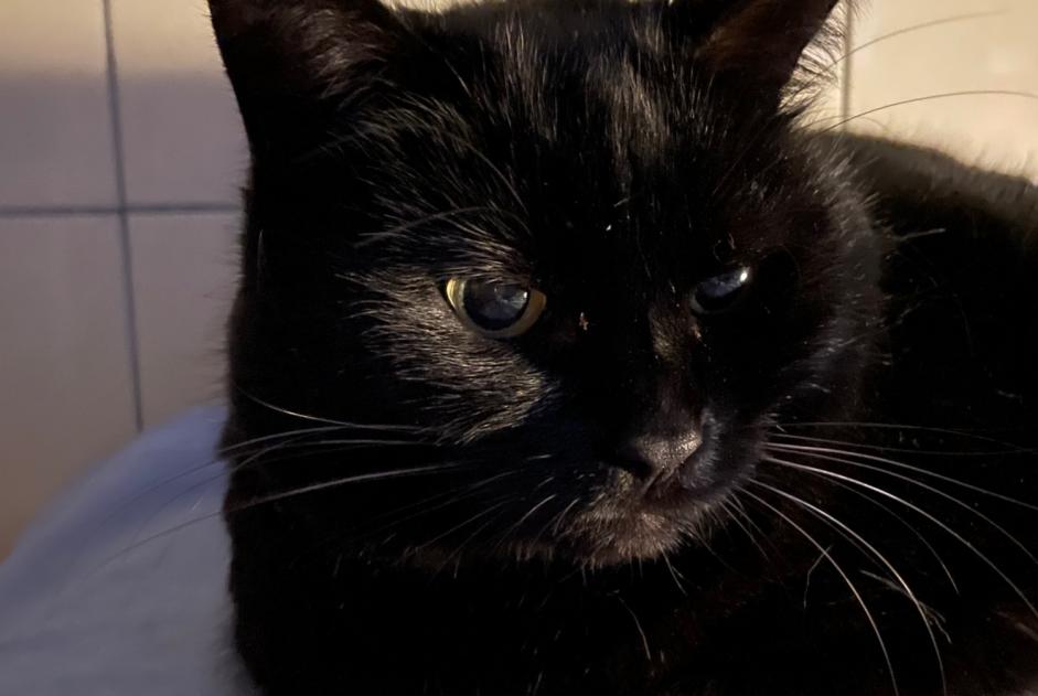 Alerta desaparecimento Gato Fêmea , 8 anos Le Locle Switzerland