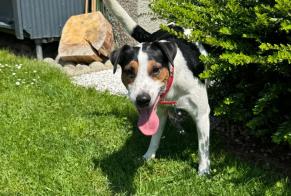 Alerta descoberta Cão  Macho Evionnaz Switzerland