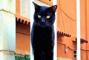Alerta descoberta Gato Macho València Spain